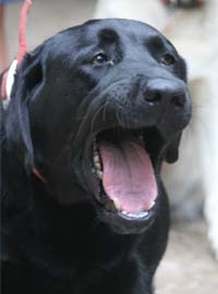 One of the camp dogs